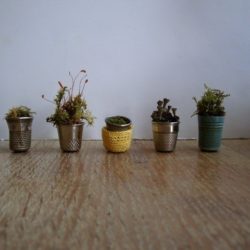 A-Tiny-Garden
