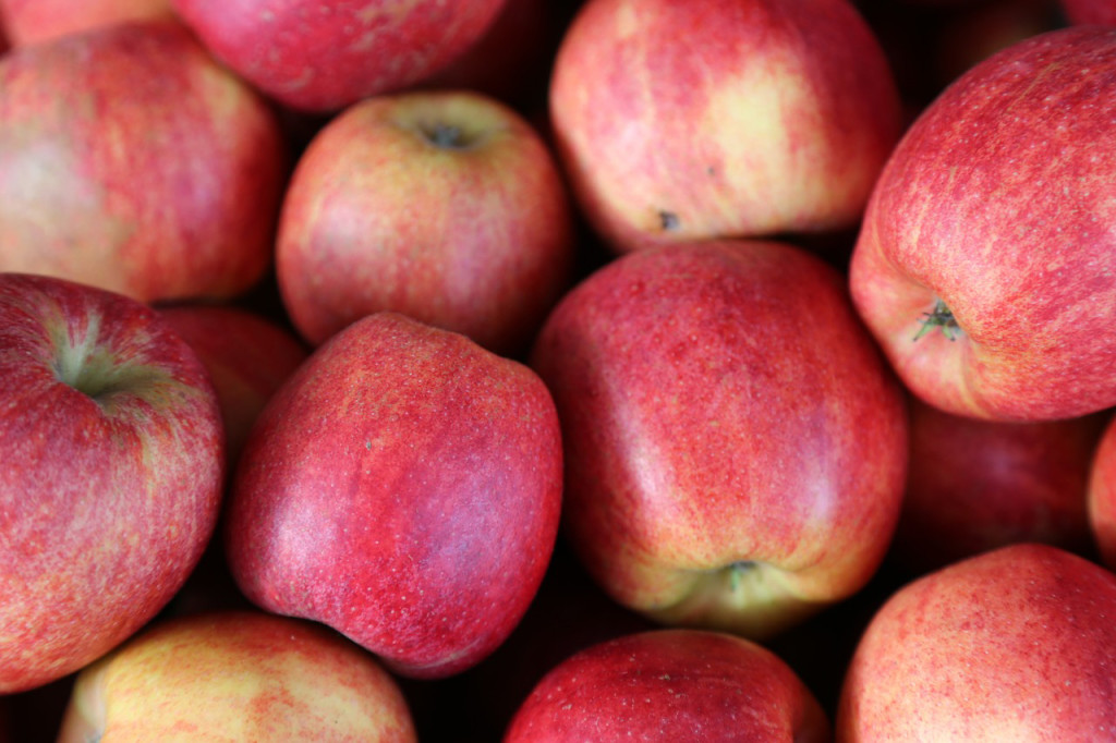 apple-orchard