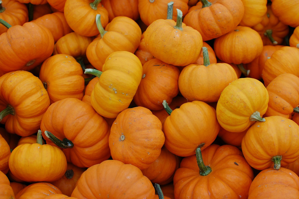 pumpkins