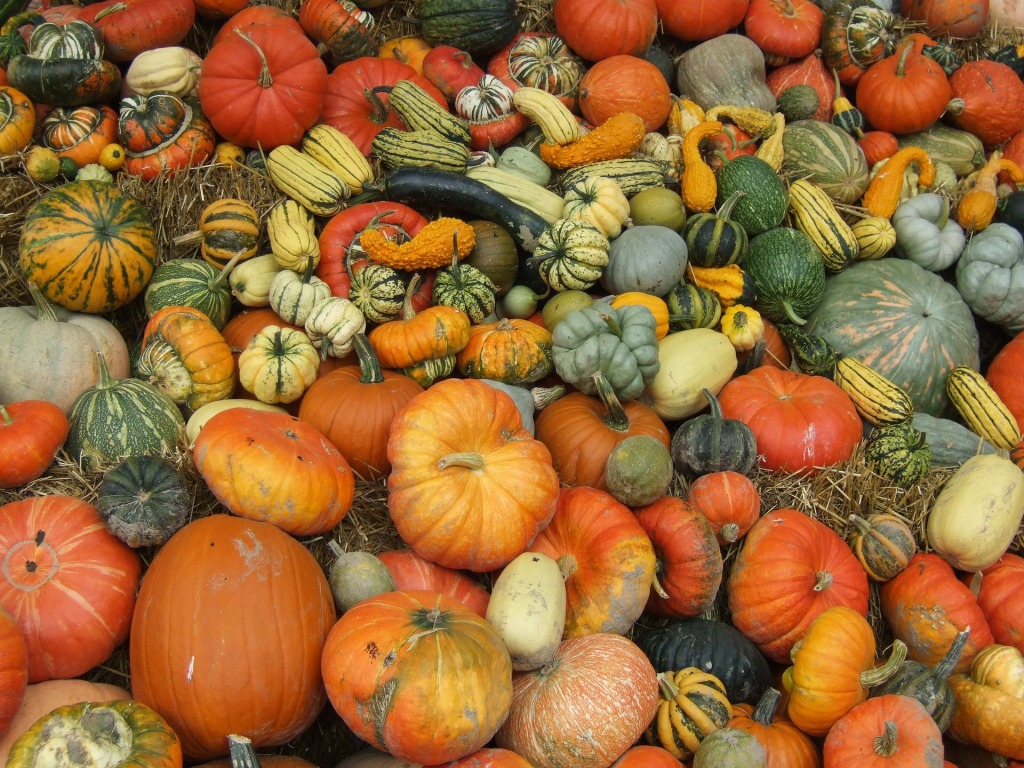 pumpkin-8544_1920